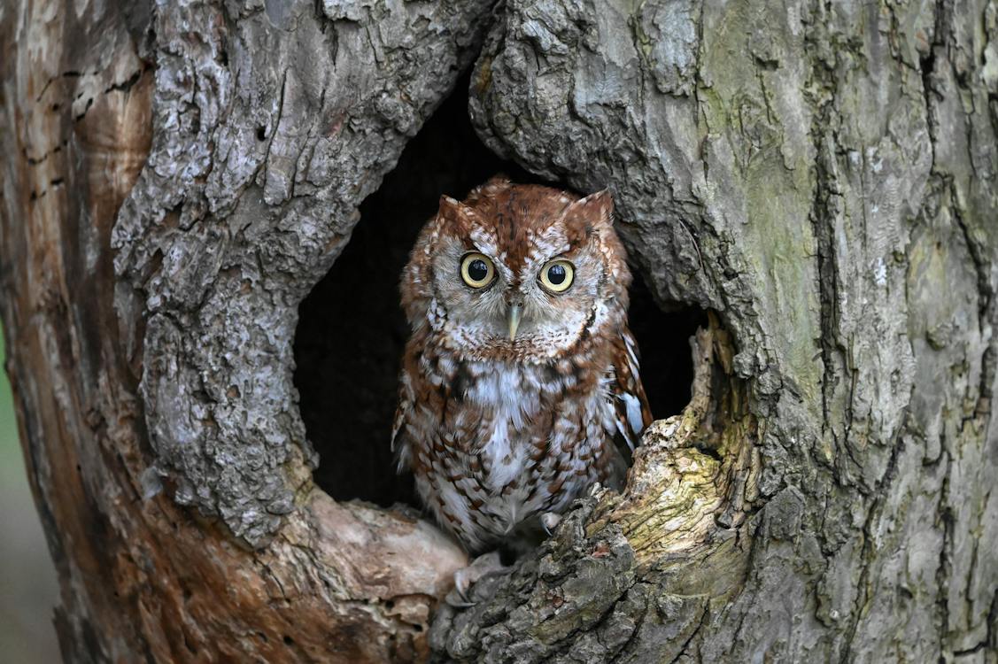 Owl perching in a hollow